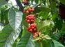 Se dio una tendencia a la baja de exportación de Café en Latinoamérica