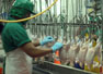 Carne de pollo a Venezuela 