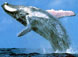 Apoyan firmemente la Conservación de las Ballenas