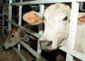 Ganaderos nicaragüenses buscan controlar el mercado de carne en la UE