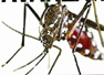 OPS advierte que el dengue vuelve con fuerza a América Latina