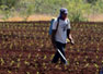 Costa Rica invita a su población obrera trabajar el sector agrícola