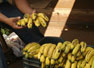 Diputados del Parlamento Europeo votará acuerdo sobre arancel al banano