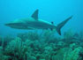 Bahamas prohíbe la pesca de tiburones