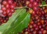 Café exportado de Nicaragua subió 59 por ciento en precios 