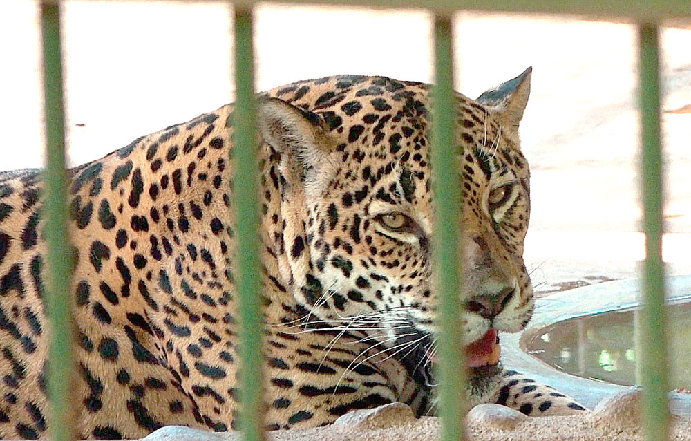 "No nos abandonen": Zoológico Nacional de Nicaragua ...