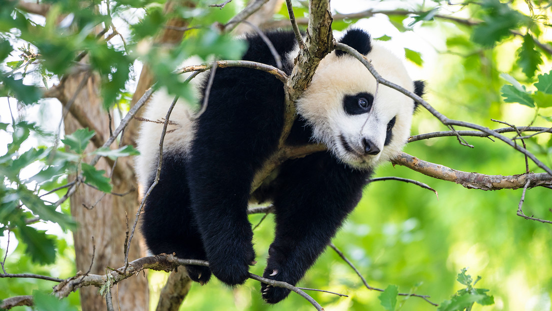 China recupera todos los pandas de los zoológicos de EE.UU. tras 50 años de cría China recupera todos los pandas de los zoológicos de EE.UU. tras 50 años de cría