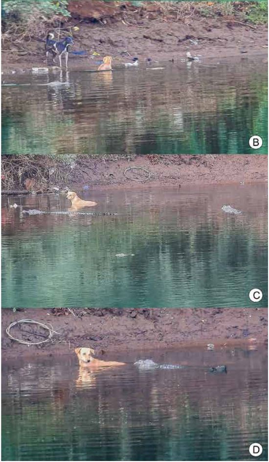 Cocodrilos sorprenden al salvar en su río a un perro callejero perseguido por una jauría salvaje