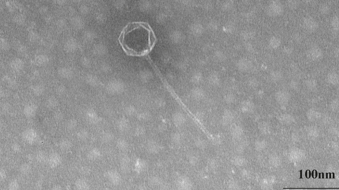 Descubren el virus "más profundo" conocido hasta ahora Descubren el virus "más profundo" conocido hasta ahora