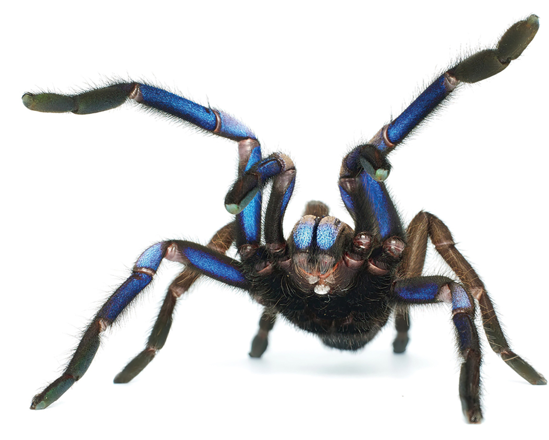 Descubren una nueva especie de tarántula de color azul eléctrico Descubren una nueva especie de tarántula de color azul eléctrico