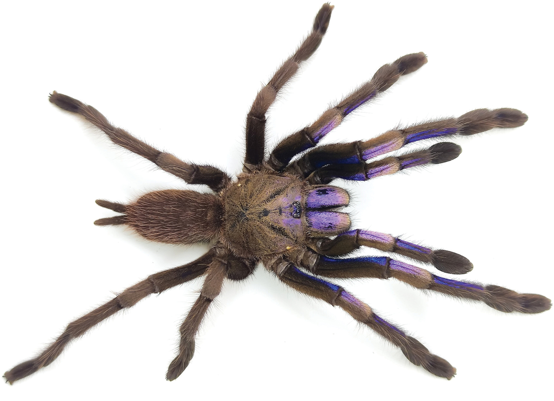Descubren una nueva especie de tarántula de color azul eléctrico Descubren una nueva especie de tarántula de color azul eléctrico