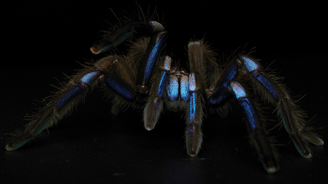 Descubren una nueva especie de tarántula de color azul eléctrico Descubren una nueva especie de tarántula de color azul eléctrico