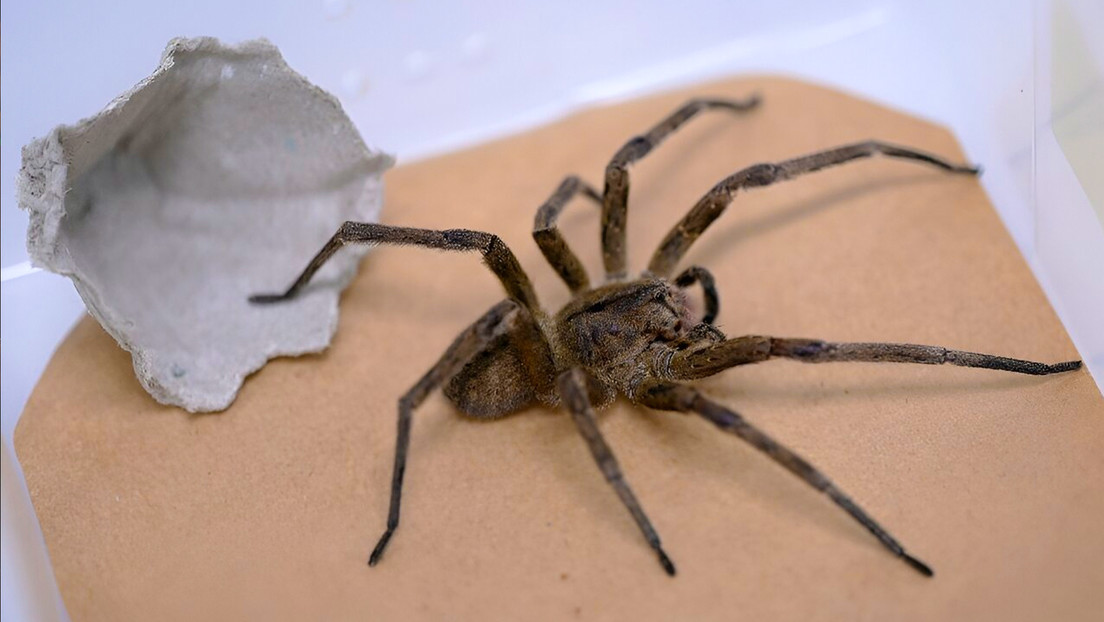 El veneno de la araña bananera de Brasil podría ayudar a tratar la disfunción eréctil El veneno de la araña bananera de Brasil podría ayudar a tratar la disfunción eréctil