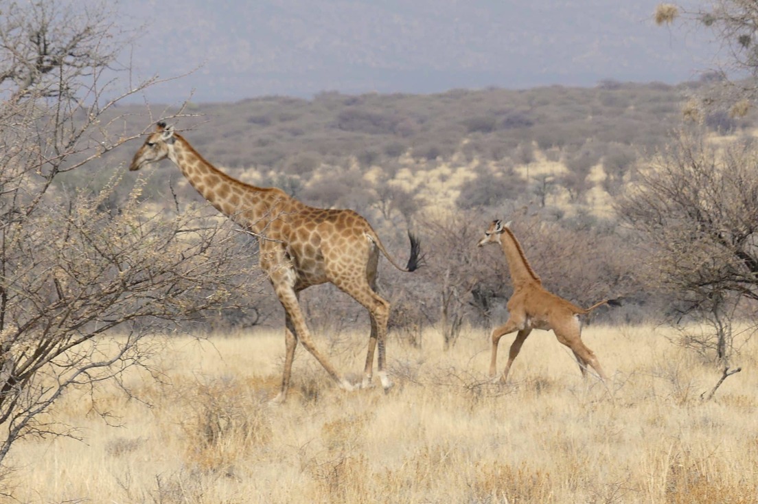 Hallan la primera jirafa sin manchas en estado salvaje en Namibia Hallan la primera jirafa sin manchas en estado salvaje en Namibia