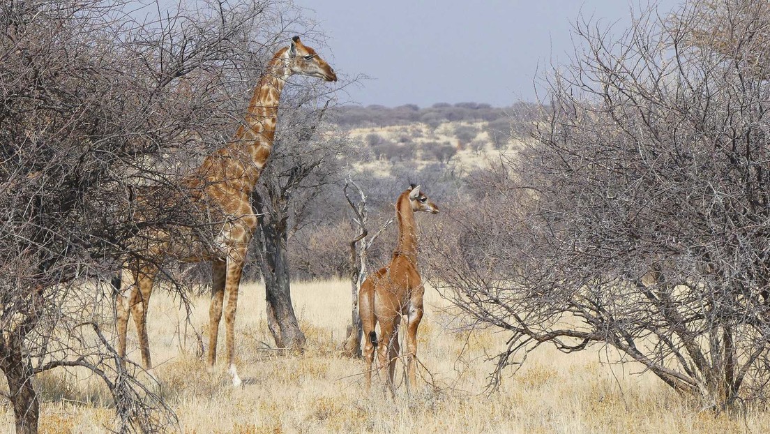 Hallan la primera jirafa sin manchas en estado salvaje en Namibia