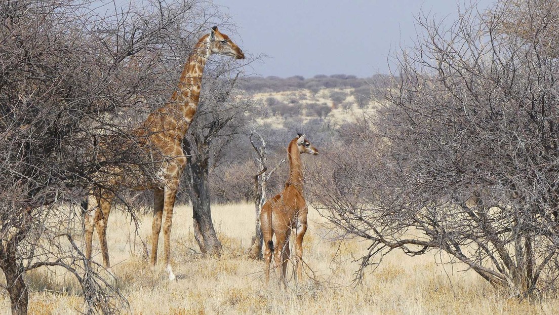 Hallan la primera jirafa sin manchas en estado salvaje en Namibia Hallan la primera jirafa sin manchas en estado salvaje en Namibia