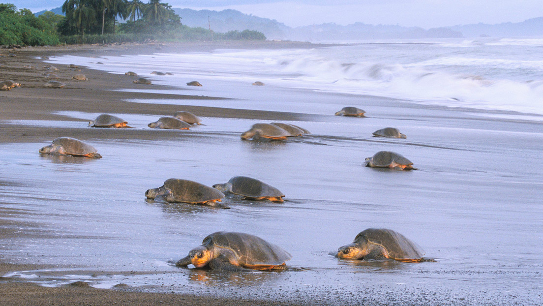 Hallan restos de ADN en una tortuga fósil que vivió en Panamá hace 6 millones de años Hallan restos de ADN en una tortuga fósil que vivió en Panamá hace 6 millones de años