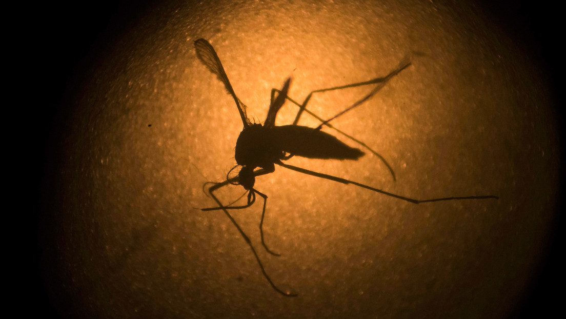 Jamaica declara brote epidémico de dengue Jamaica declara brote epidémico de dengue
