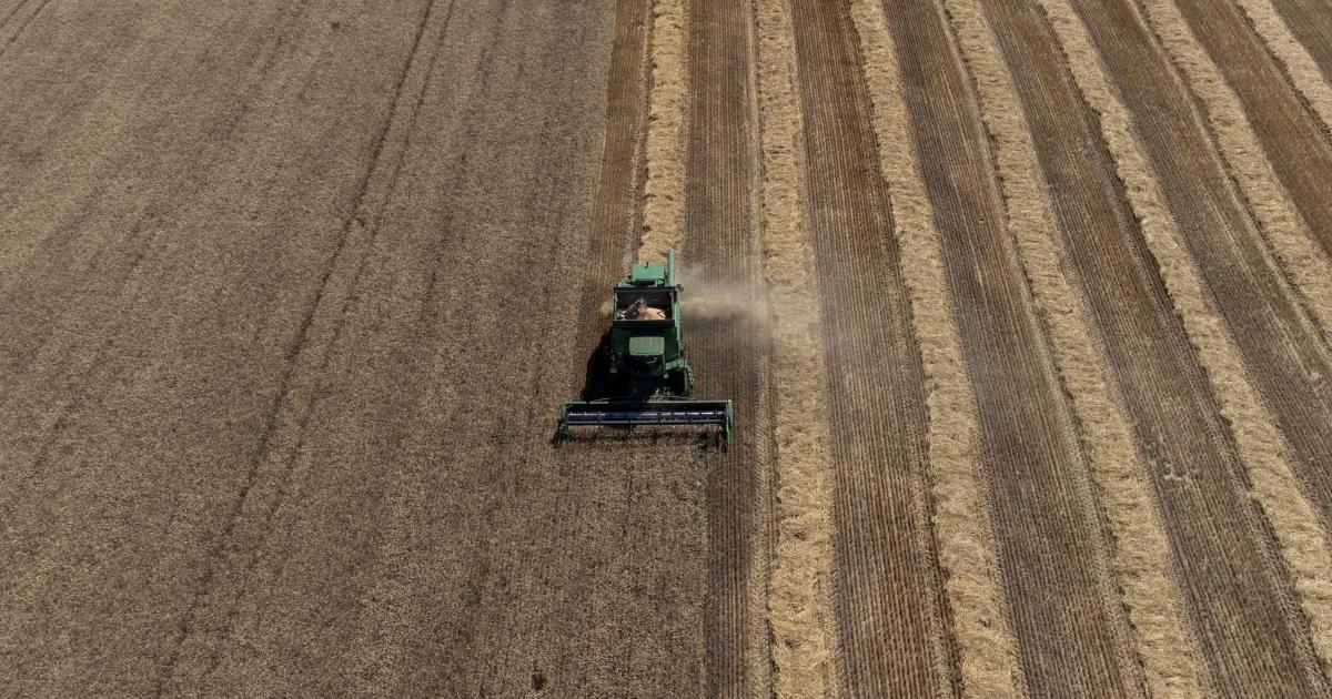 Polonia, Eslovaquia y Hungría anunciaron el pasado viernes que mantendrían sus propias restricciones a las importaciones de cereales ucranianos a pesar de la decisión de la Comisión Europea. Kiev demandará a tres países europeos por el embargo al grano ucraniano
