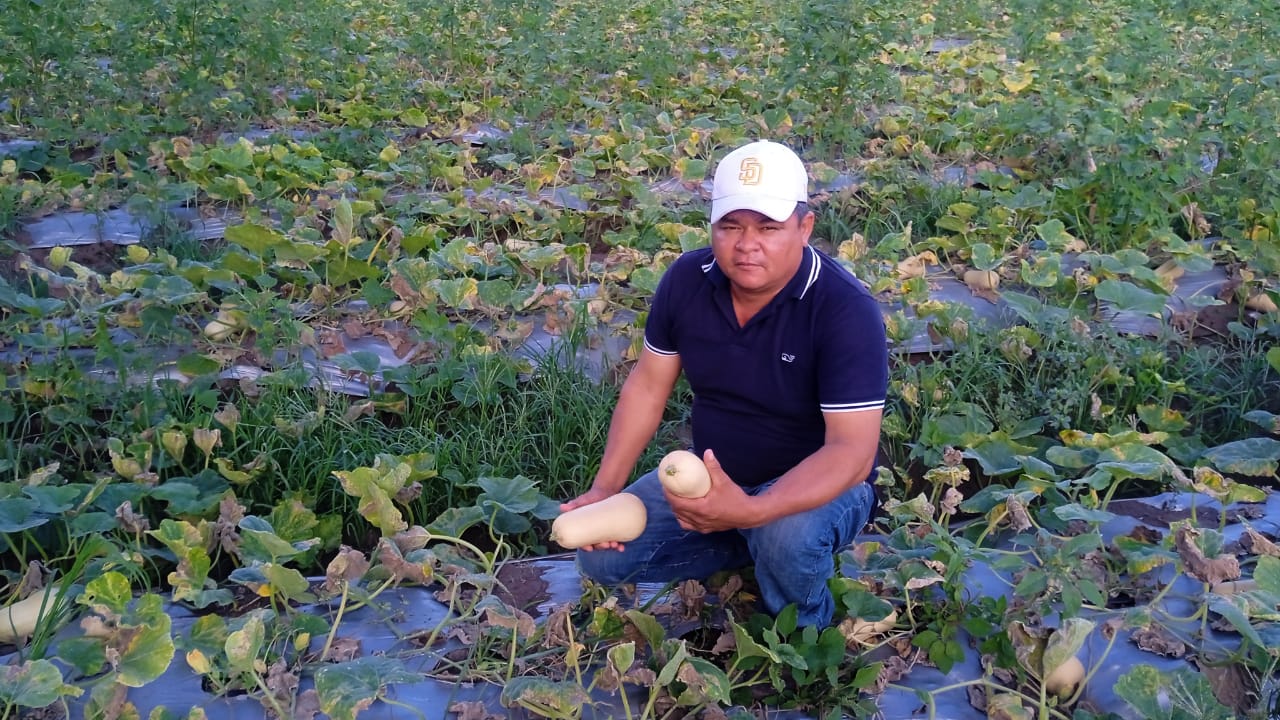 La pasión de un agricultor nicaragüense que impulsó el ayote de mantequilla en Walmart La pasión de un agricultor nicaragüense que impulsó el ayote de mantequilla en Walmart