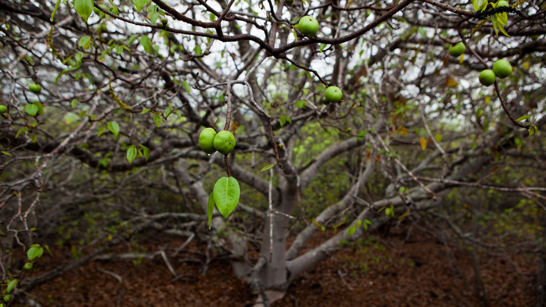 Qué se sabe del 'árbol de la muerte' que crece en América Latina por el que casi mueren dos turistas españoles