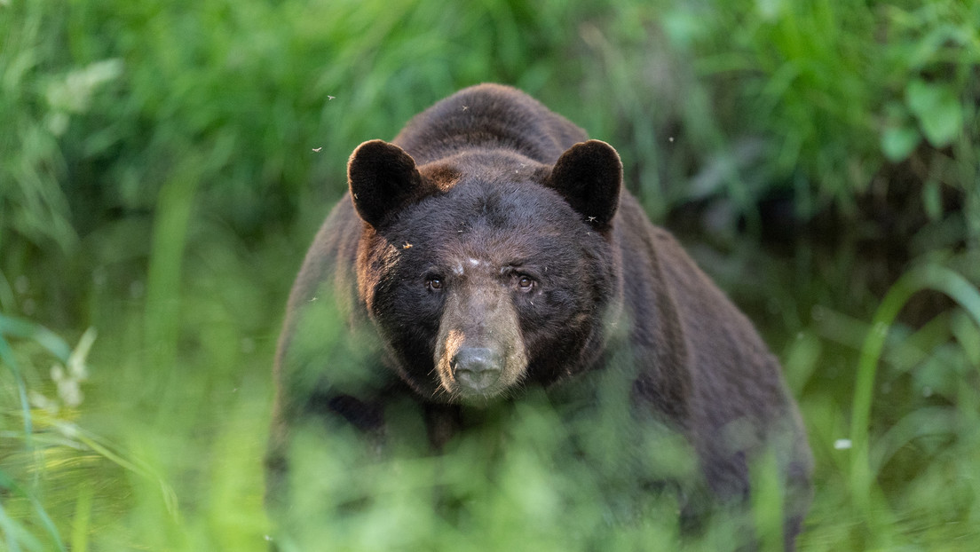 Sacrifican a un oso que sufría obstrucción intestinal tras comer desechos humanos Sacrifican a un oso que sufría obstrucción intestinal tras comer desechos humanos