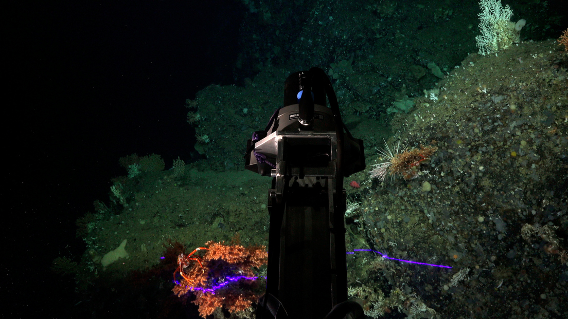 Descubren dos nuevos arrecifes de coral prístinos en las profundidades de las Galápagos
