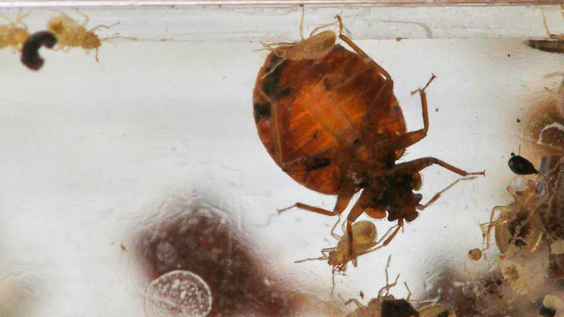 Francia encuentra una presunta 'huella rusa' en la plaga de chinches que invade París Francia encuentra una presunta 'huella rusa' en la plaga de chinches que invade París