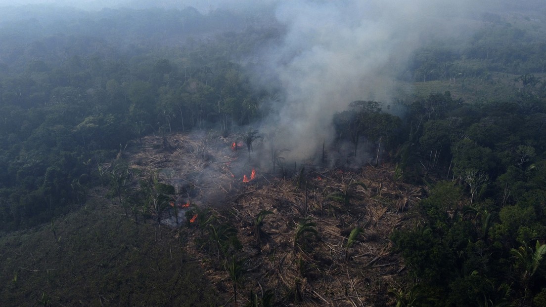 Países que albergan las principales selvas tropicales del mundo acuerdan cooperar para salvarlas