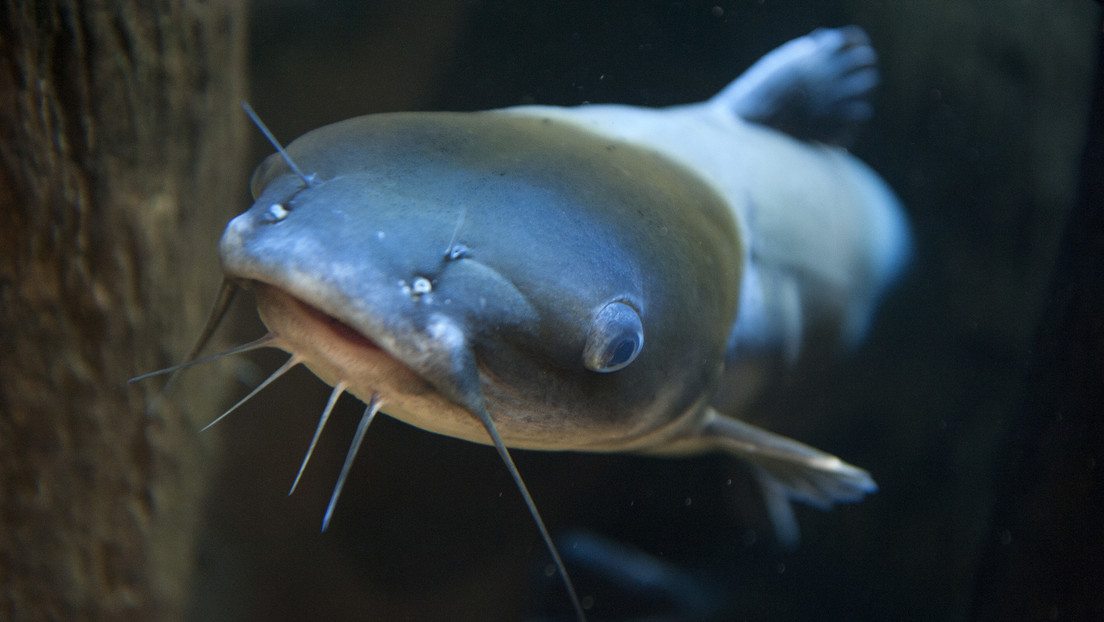 Siluros zombis monstruosos aparecen en las aguas de EE.UU. Siluros zombis monstruosos aparecen en las aguas de EE.UU.