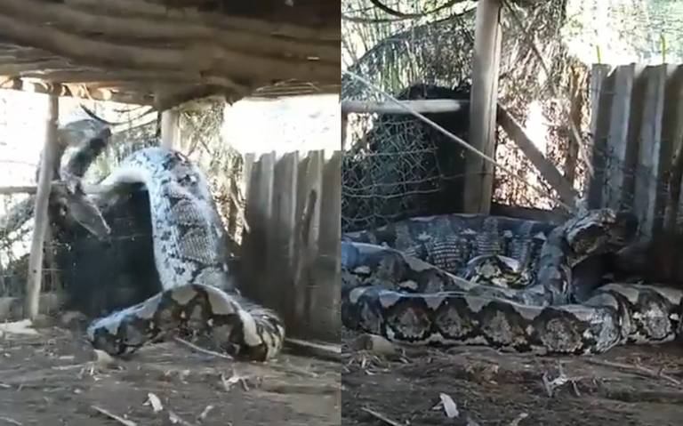 VIDEO: Impresionante pitón reticulada gigante es captada en la India VIDEO: Impresionante pitón reticulada gigante es captada en la India