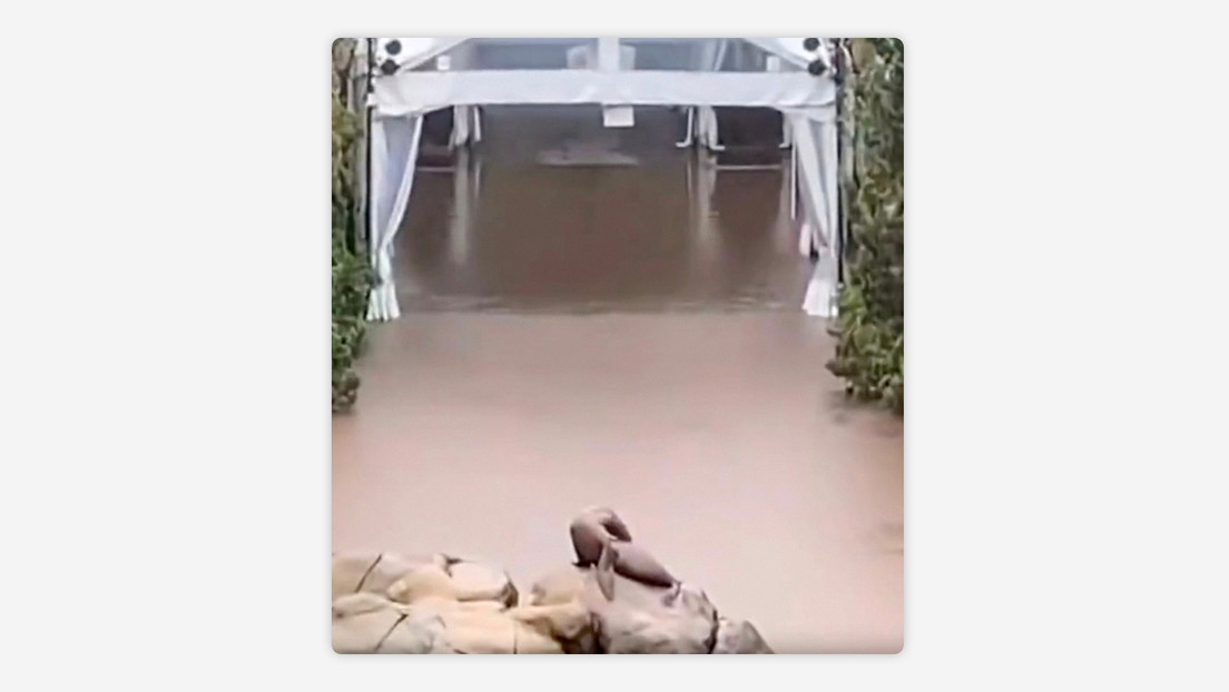 VIDEO: Una leona marina escapa de su recinto en un zoo de Nueva York en medio de las inundaciones VIDEO: Una leona marina escapa de su recinto en un zoo de Nueva York en medio de las inundaciones