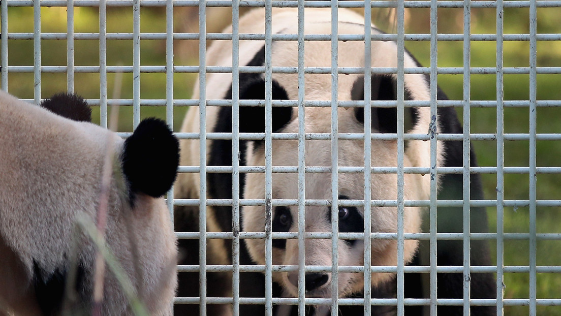 China continúa su 'guerra de pandas' con Occidente China continúa su 'guerra de pandas' con Occidente