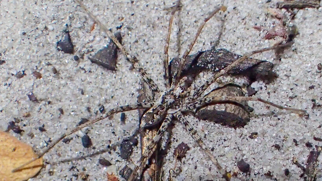 Descubren en Australia casi medio centenar de nuevas especies de arañas cazadoras Descubren en Australia casi medio centenar de nuevas especies de arañas cazadoras