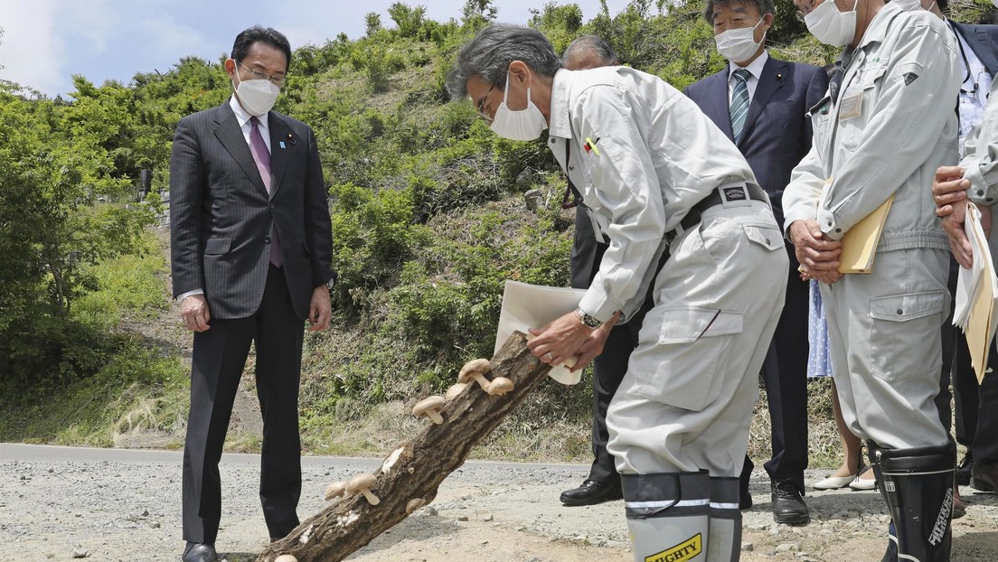 Detectan niveles altos de cesio radioactivo en setas cultivadas en Japón Detectan niveles altos de cesio radioactivo en setas cultivadas en Japón