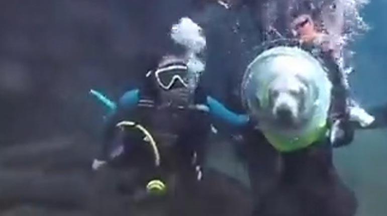 El video de un perro buceando se hace viral y provoca polémica El video de un perro buceando se hace viral y provoca polémica