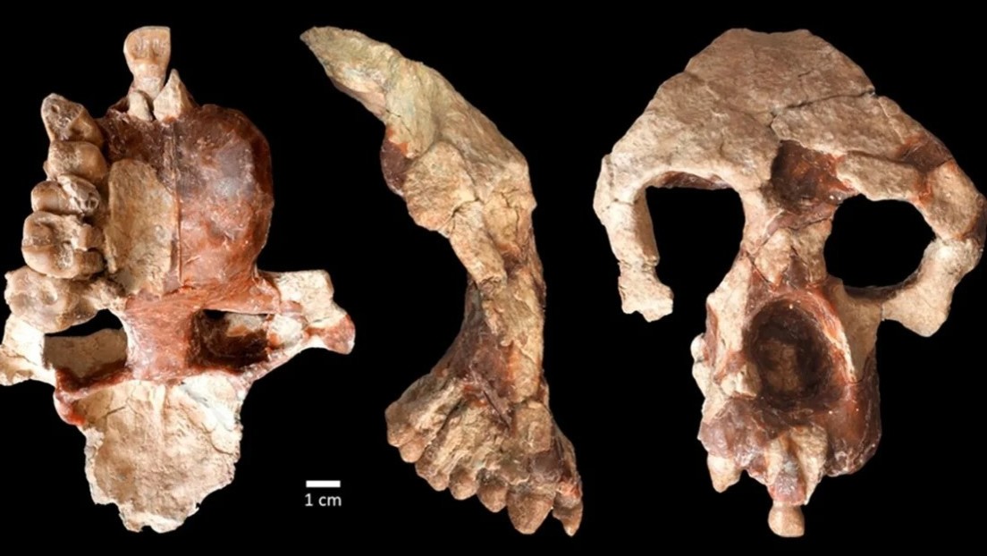 Este fósil de simio apoya una desafiante teoría sobre el origen de los humanos Este fósil de simio apoya una desafiante teoría sobre el origen de los humanos