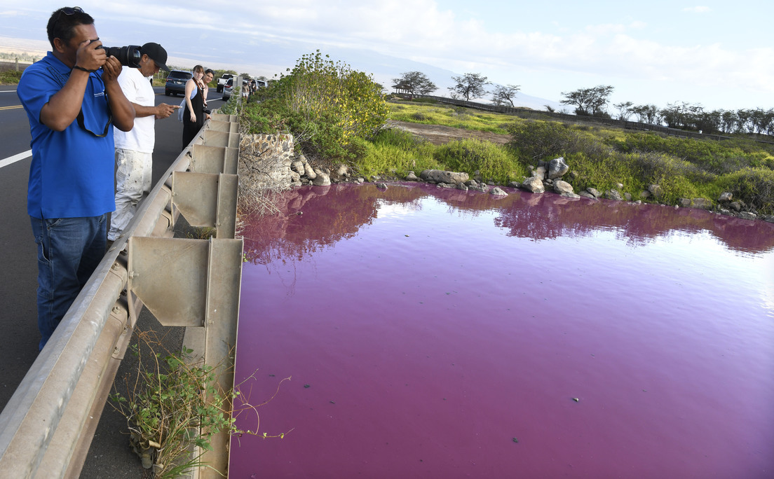 FOTOS: Un estanque de Hawái se tiñe de rosa (y parece ser culpa de la sequía) FOTOS: Un estanque de Hawái se tiñe de rosa (y parece ser culpa de la sequía)