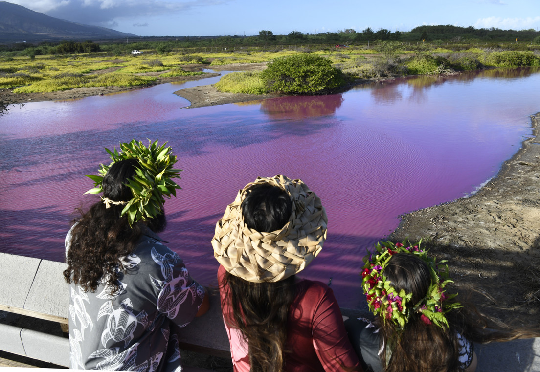 FOTOS: Un estanque de Hawái se tiñe de rosa (y parece ser culpa de la sequía) FOTOS: Un estanque de Hawái se tiñe de rosa (y parece ser culpa de la sequía)