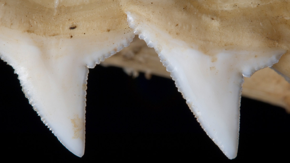 Hallan armas elaboradas con dientes de tiburón de hace 7.000 años Hallan armas elaboradas con dientes de tiburón de hace 7.000 años