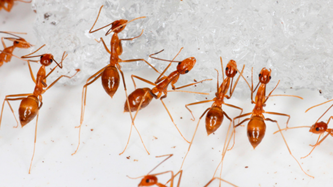 Hormigas que escupen ácido han infestado una ciudad de Australia