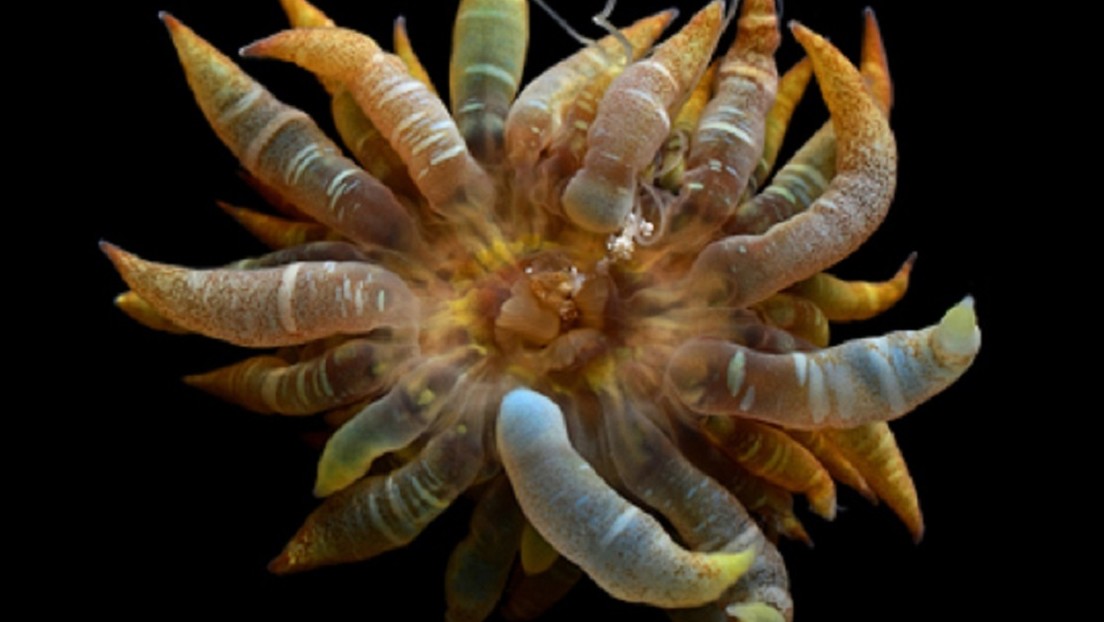 La criatura 'bombilla' con tentáculos translúcidos del Golfo de México resulta ser una nueva especie La criatura 'bombilla' con tentáculos translúcidos del Golfo de México resulta ser una nueva especie