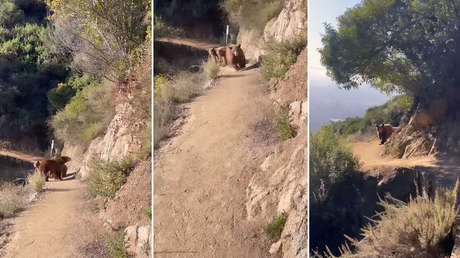 VIDEO: Mujer se topa con una osa y sus crías mientras hacía 'footing' y 'ruge' para salvar su vida VIDEO: Mujer se topa con una osa y sus crías mientras hacía 'footing' y 'ruge' para salvar su vida