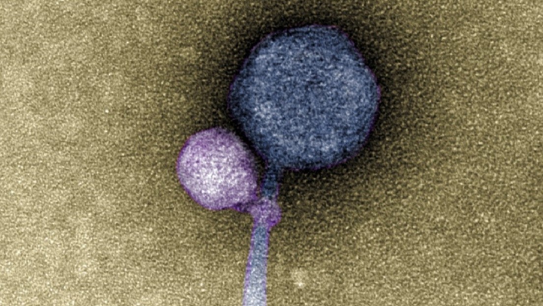 Observan por primera vez un virus adherido a otro Observan por primera vez un virus adherido a otro