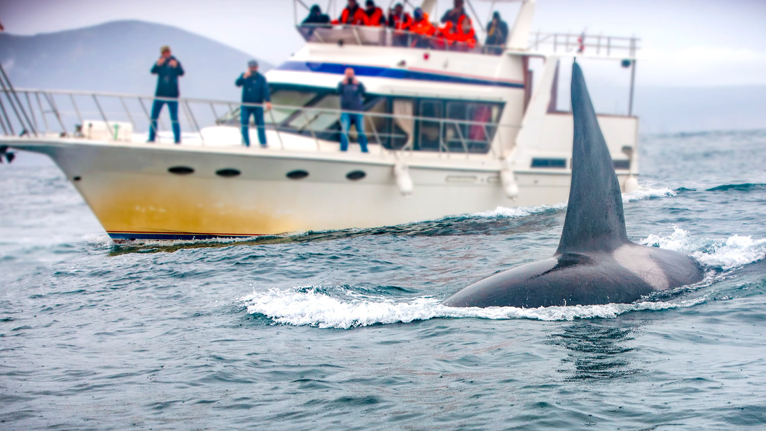 Orcas hunden un yate tras atacarlo durante casi una hora en el estrecho de Gibraltar Orcas hunden un yate tras atacarlo durante casi una hora en el estrecho de Gibraltar