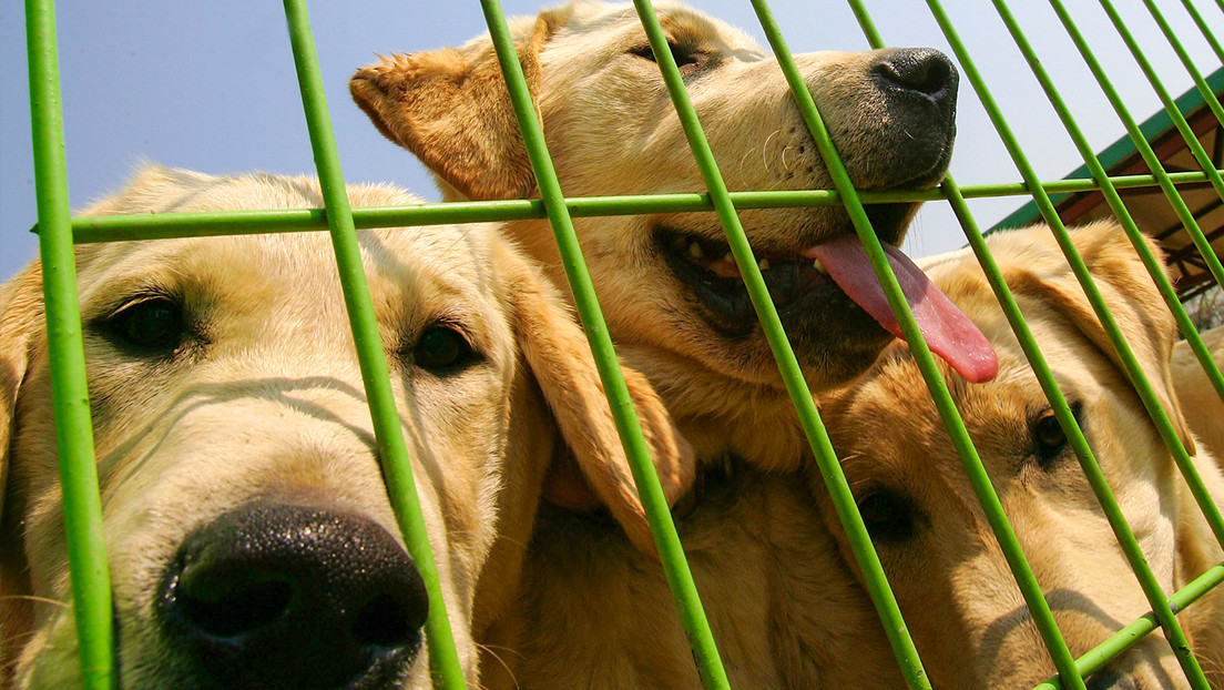 Protestas en Corea del Sur en medio de la posible prohibición del consumo de carne de perro