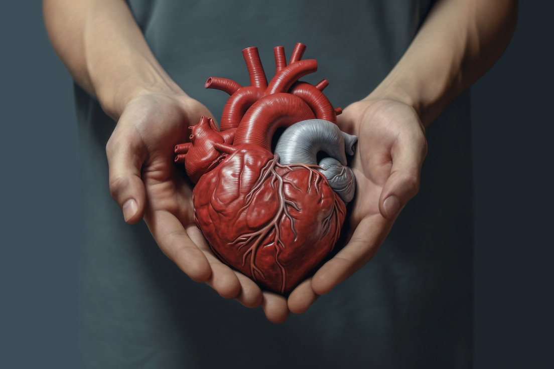 Resuelven un misterio de 60 años sobre el funcionamiento del corazón