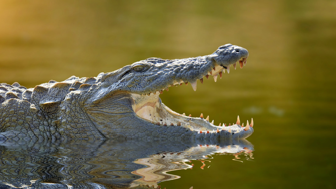 Un australiano sobrevive al ataque de un cocodrilo tras morderle el párpado al animal