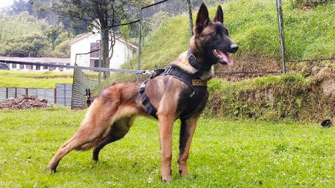 Wilson, el perro desaparecido en la selva colombiana durante el rescate de los 4 niños indígenas, tendrá su monumento Wilson, el perro desaparecido en la selva colombiana durante el rescate de los 4 niños indígenas, tendrá su monumento