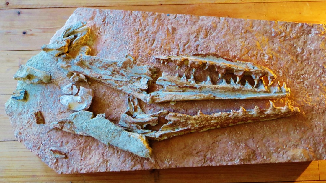 Descubren en México el fósil de un reptil marino que vivió hace 90 millones de años